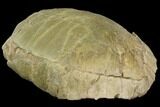 Fossil Tortoise (Stylemys) - Wyoming #143834-3